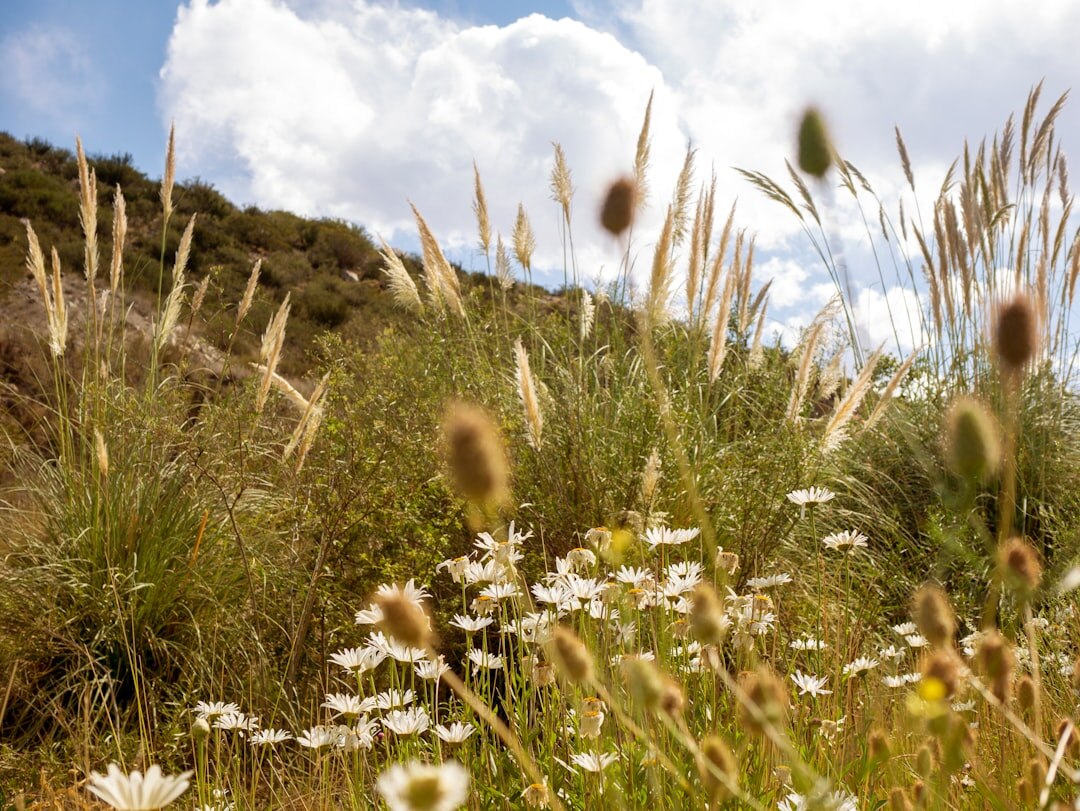 Wide open pampas grassland landscape in Argentina